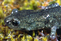 Speckled Black Salamander