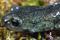 Speckled Black Salamander