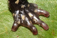 Speckled Black Salamander foot