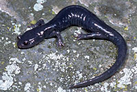 Santa Cruz Black Salamander