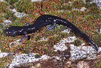 Santa Cruz Black Salamander