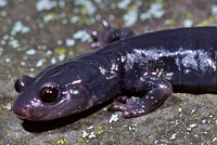 Santa Cruz Black Salamander