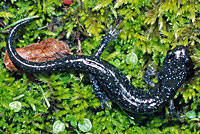 Salamander