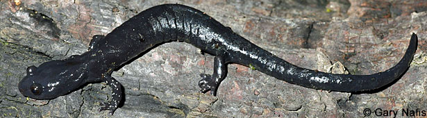 Santa Cruz Black Salamander