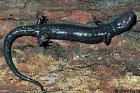 Santa Cruz Black Salamander