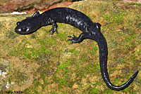 Santa Cruz Black Salamander