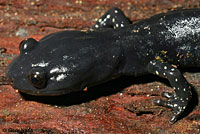 Santa Cruz Black Salamander