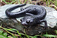 Santa Cruz Black Salamander