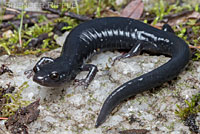 Santa Cruz Black Salamander