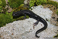 Santa Cruz Black Salamander