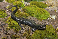 Santa Cruz Black Salamander