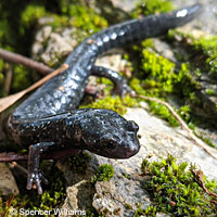 Speckled Black Salamander 