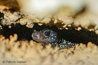 Speckled Black Salamander 