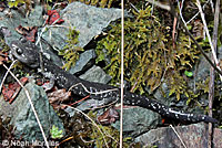 Speckled Black Salamander