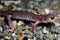 Arboreal Salamander foot