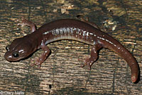 Arboreal Salamander