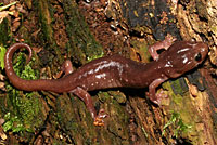 Arboreal Salamander