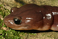 Arboreal Salamander