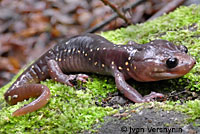 Arboreal Salamander foot