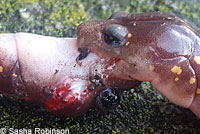 Arboreal Salamander