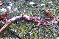 Arboreal Salamander
