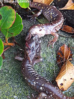 Arboreal Salamander