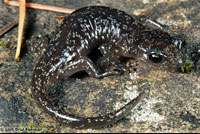 Arboreal Salamander