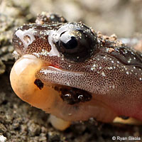 Arboreal Salamanders