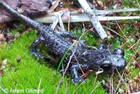 Arboreal Salamander foot