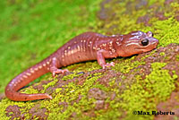 Arboreal Salamander foot