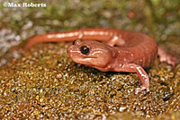 Arboreal Salamander foot