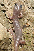 Arboreal Salamander