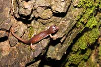 Arboreal Salamander