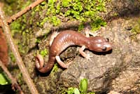 Arboreal Salamander