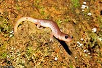 Arboreal Salamander