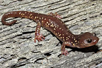 Arboreal Salamander