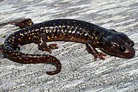 Arboreal Salamander