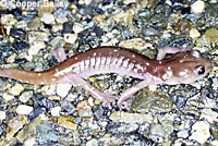 Arboreal Salamander