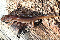 Arboreal Salamander