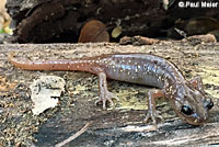 Arboreal Salamander
