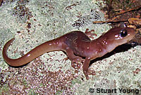 Arboreal Salamander