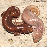 Arboreal Salamander