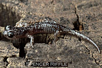 Arboreal Salamander
