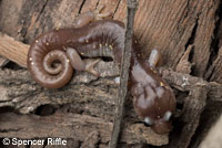 Arboreal Salamander foot