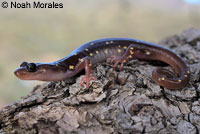 Arboreal Salamander foot