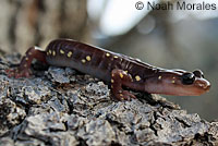 Arboreal Salamander foot
