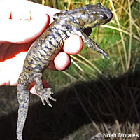 Barred Tiger Salamander
