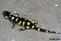 Barred Tiger Salamander