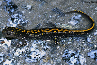 Santa Cruz Long-toed Salamander