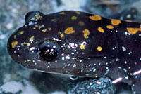 Santa Cruz Long-toed Salamander